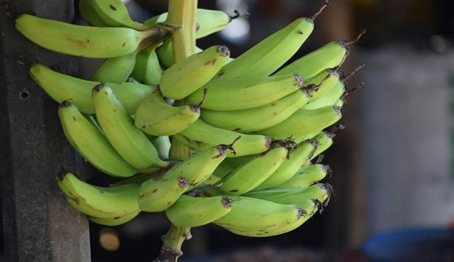 Foro Mundial Bananero 2024: Sostenibilidad, Equidad y Desafíos Globales del Banano