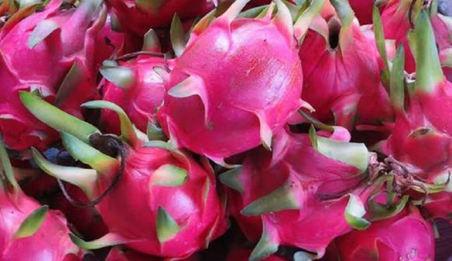 Frutas peruanas llegarán a diez nuevos destinos este 2022, la pitahaya entraría a mercados claves