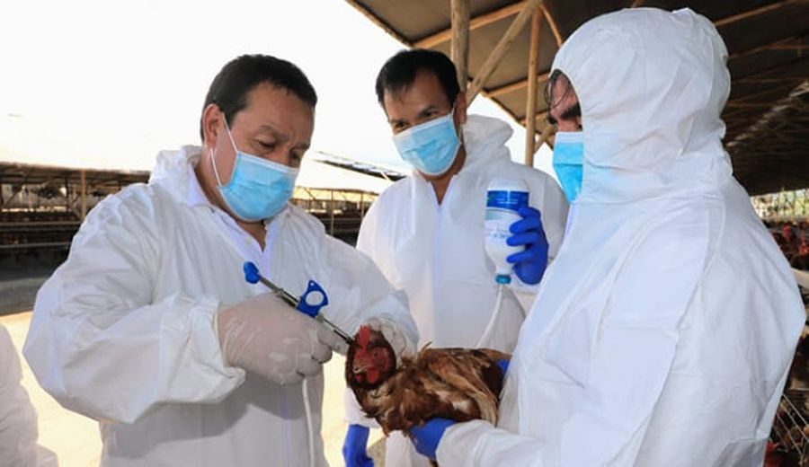 Gobierno dispone nuevas medidas para la prevención y control de la influenza aviar en aves domésticas