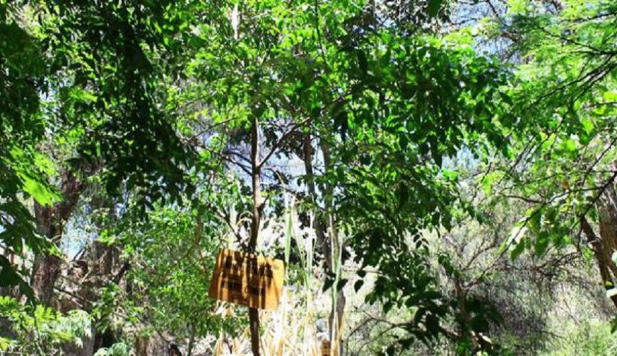 Gobierno lanzó campaña para sembrar 500,000 plantones de árbol de la quina