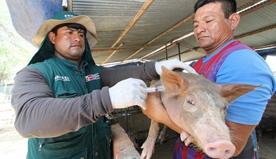 Gobierno protege la porcicultura nacional en beneficio de 400 mil productores