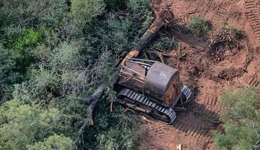 Greenpeace denuncia un aumento de la deforestación en Argentina