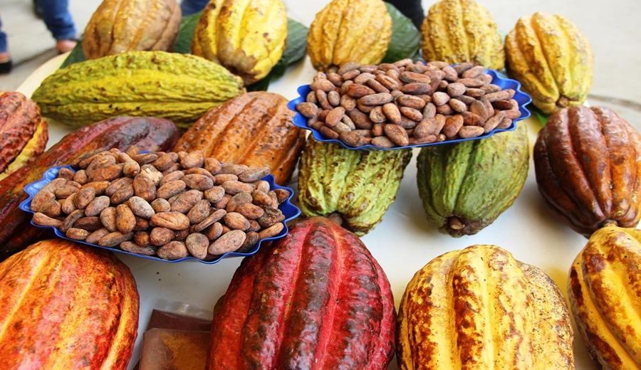 Hasta el cierre de abril, los despachos de cacao sumaron 25,000 TM