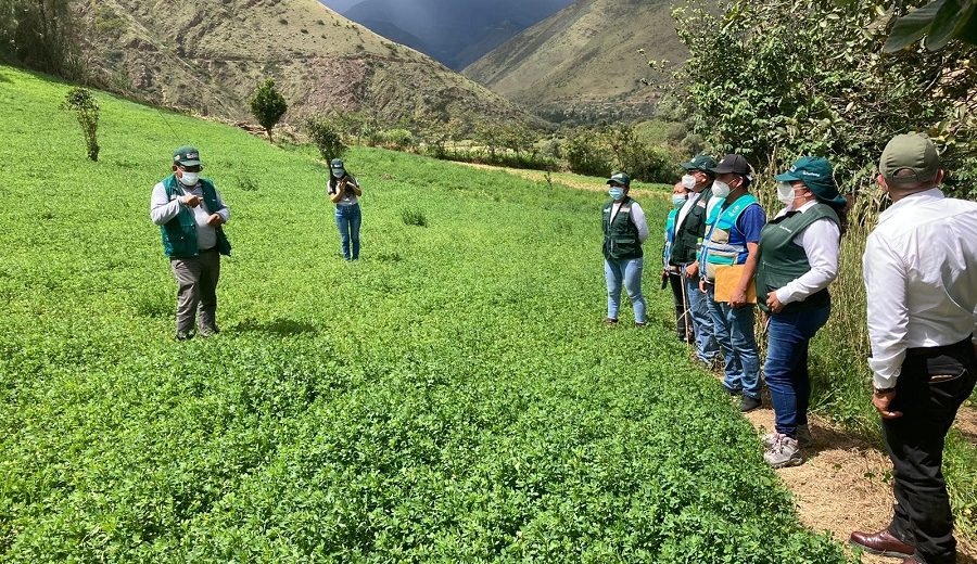 Huánuco Cerca de 11 mil familias ganaderas incrementan productividad con Campaña de siembra de pastos y forrajes