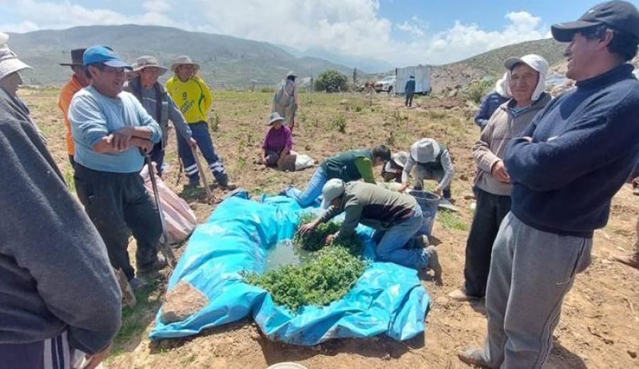 INIA Revoluciona Cultivo de Orégano en Moquegua