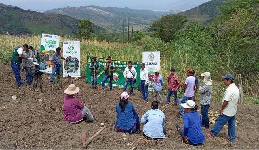 INIA Transforma la Ganadería en Amazonas con Innovadora Parcela Demostrativa