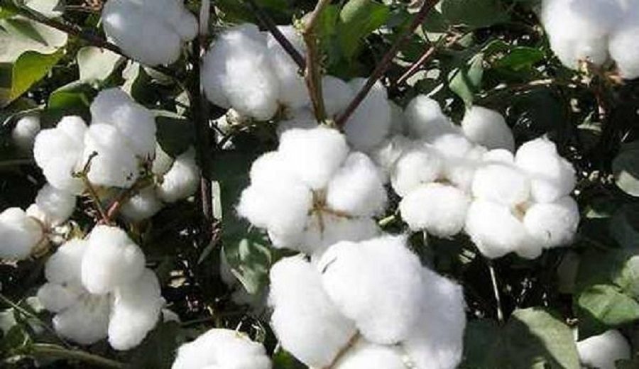 INIA desarrolla tecnologías para mejorar calidad de algodón y elevar rentabilidad