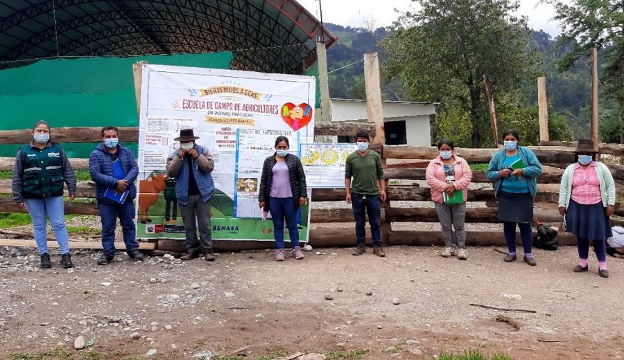 Implementan 25 Escuelas de Campo para potenciar agricultura familiar en Apurímac