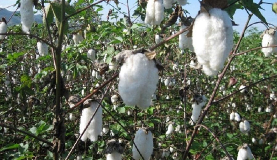Inician investigación para producir plantas de algodón y palto con alto valor genético