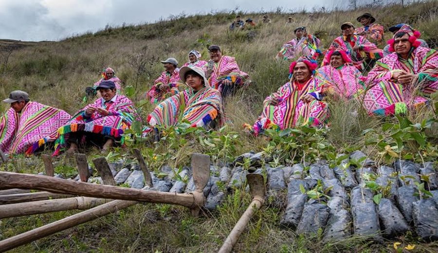 Iniciativa premiada por la ONU salva bosques andinos en Perú