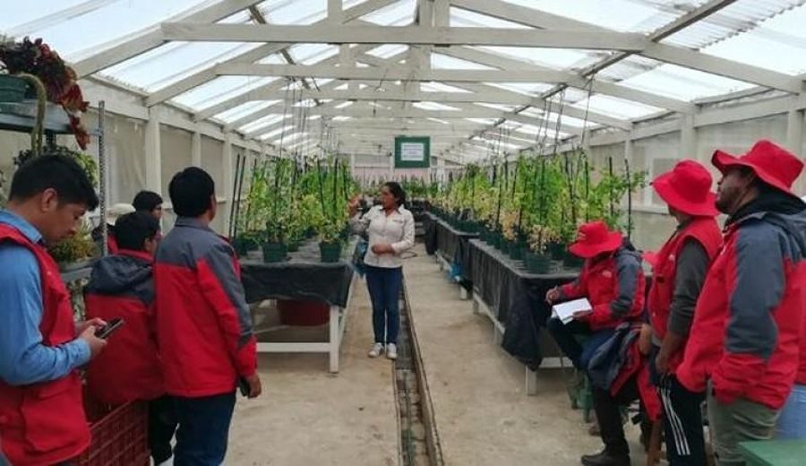 Innovación Agraria: Mejora Genética en Cuyes y Cultivos Hidropónicos