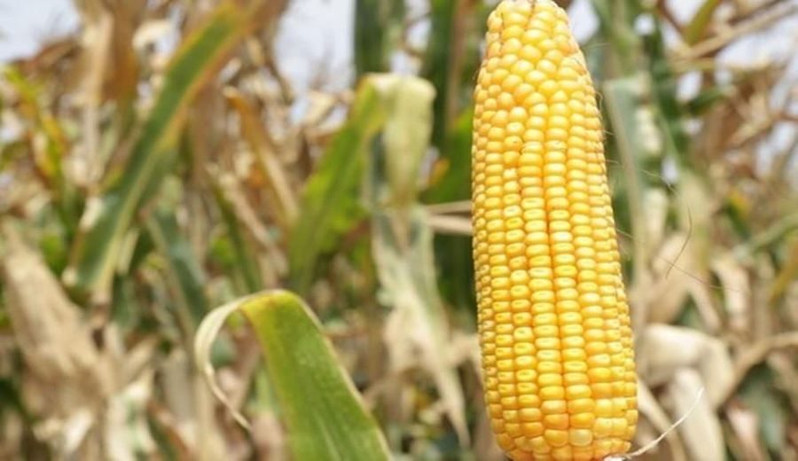 Innovación agrícola: ¡Liberan el maíz amarillo duro INIA 627-PÁTAPO!
