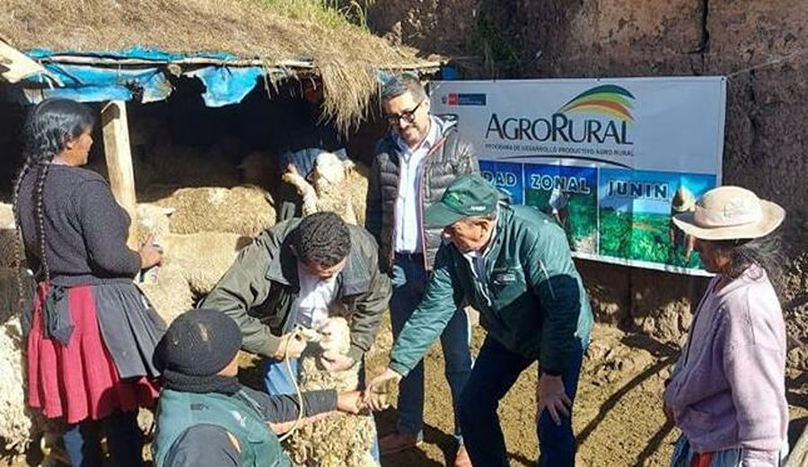 Junín: Agro Rural inicia campaña de dosificación para salvaguardar alrededor de 100 mil cabezas de ganado ovino frente a bajas temperaturas
