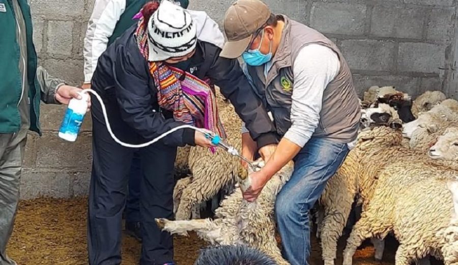 Junín intensifican aplicación de kits veterinarios para proteger cabezas de ganado