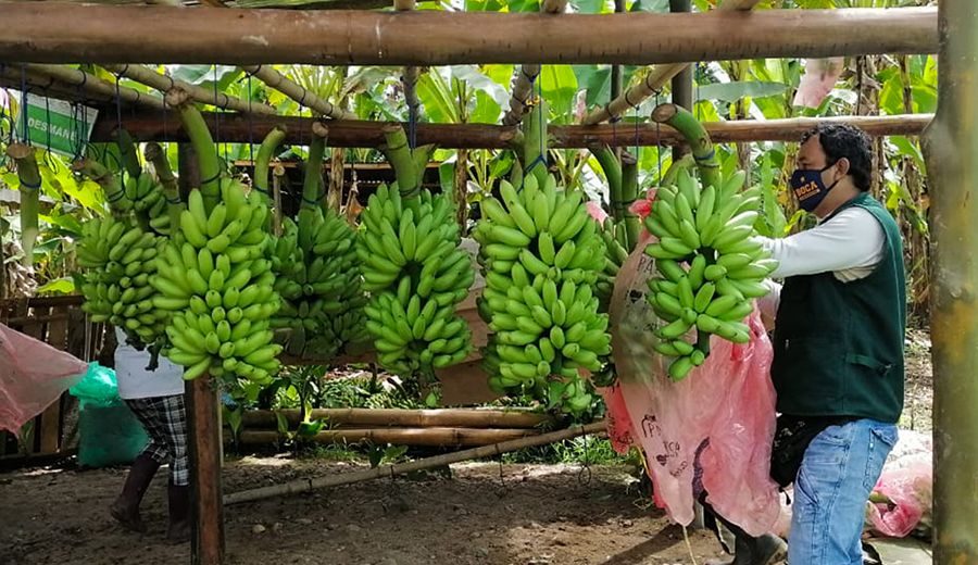 La peor semana del banano fresco desde el 2022