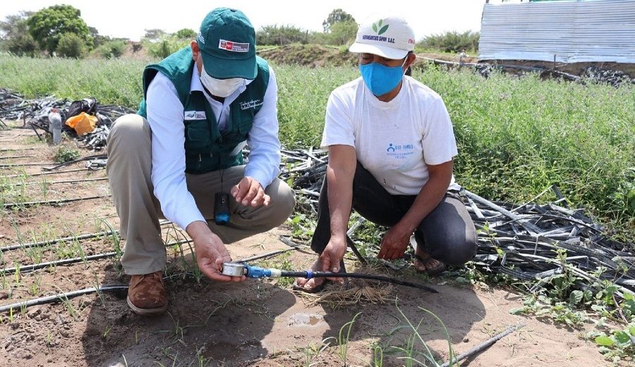 Lambayeque con riego tecnificado agricultores de Reque optimizan sus cultivos