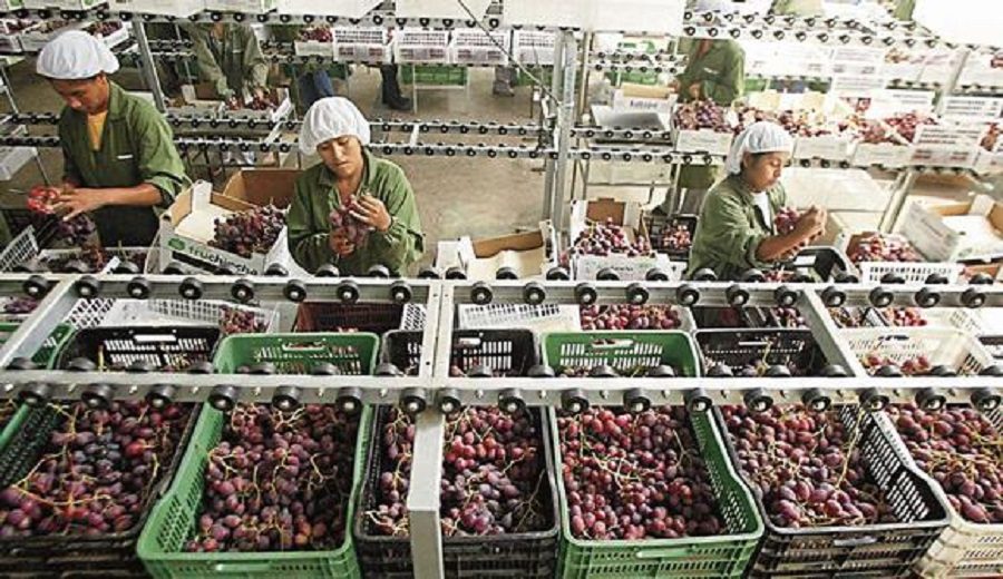 Las uvas y mangos inician campaña de exportación con buen pie