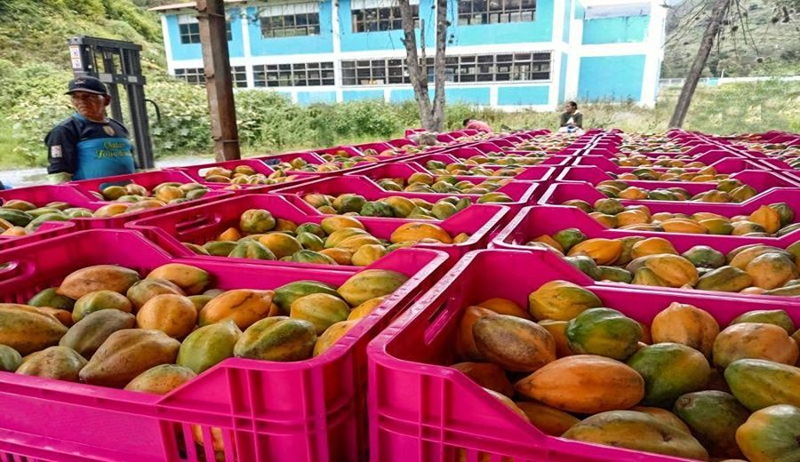 Logro destacado: Productores de Puno venden 55 toneladas de papayita andina