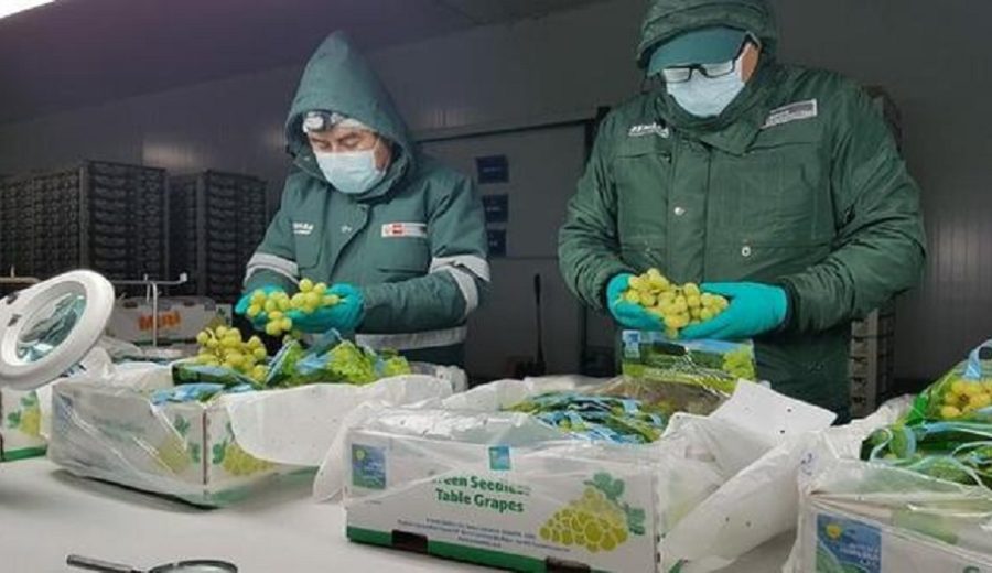 Los 10 productos peruanos agrícolas cuyos envíos al exterior crecieron 29.9% en abril
