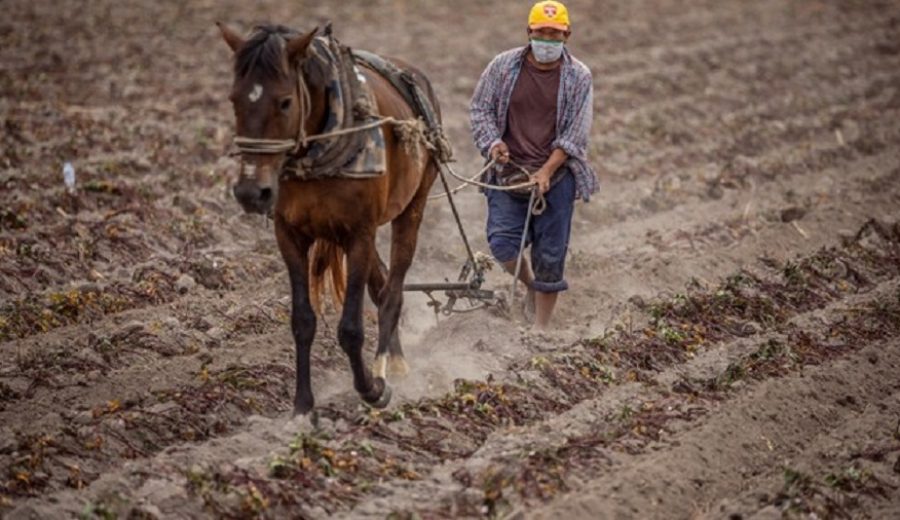 MIDAGRI Adjudicación de garantías del FAE-AGRO permitirá inyectar capital de trabajo a pequeños productores agropecuarios