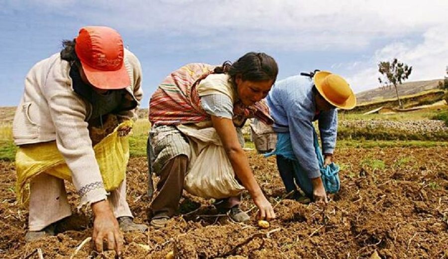 MIDAGRI Destinan S 30 millones para empoderamiento de la Mujer Rural e Indígena