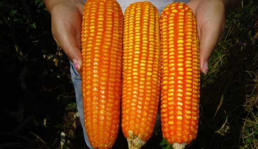 MIDAGRI Nuevo maíz amarillo duro con alta calidad genética para la Amazonía