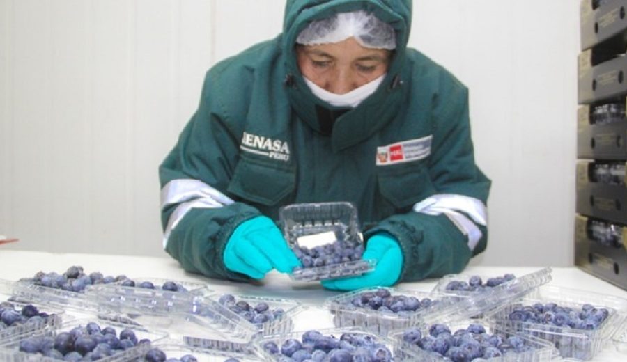 MIDAGRI Perú iniciará exportación de arándanos a Malasia