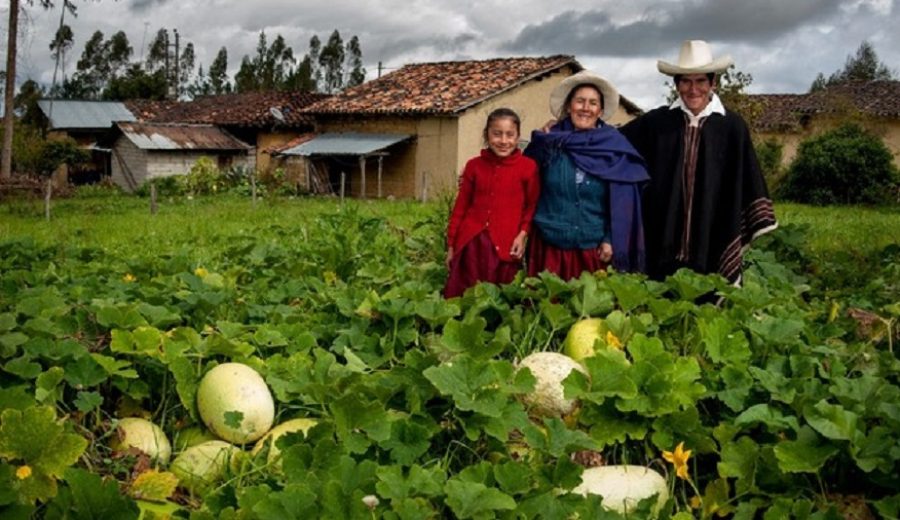 MIDAGRI Productos de Agricultura Familiar de Huancavelica, Puno y Ayacucho lideran exportaciones a los mercados