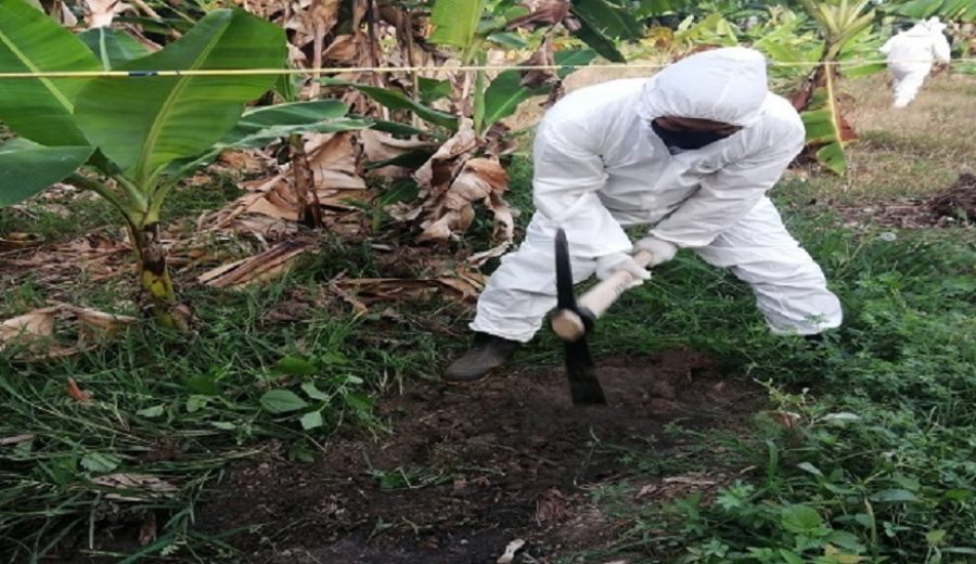 MIDAGRI ejecuta medidas fitosanitarias inmediatas para resguardar la producción nacional de banano y plátano
