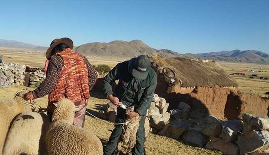 MIDAGRI entrega a comunidades de Puno paquetes de kits veterinarios para proteger al ganado alto andino