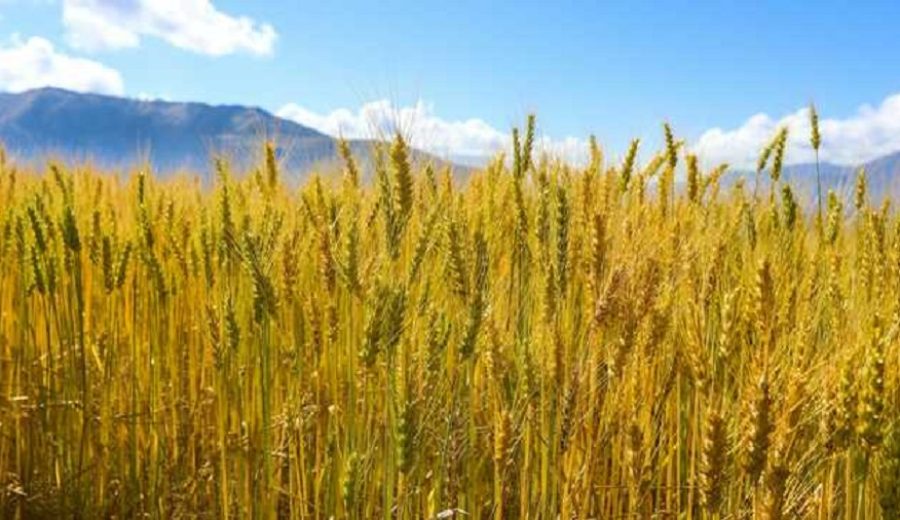 MIDAGRI genera trigo de élite que produce 5 mil kilos por hectárea