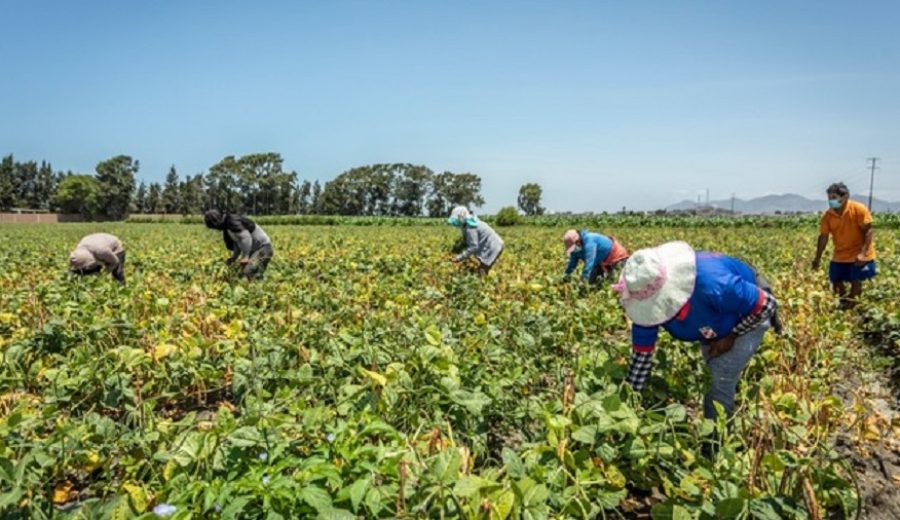 MIDAGRI invierte más de S 42 millones para irrigación en el VRAEM e incrementar producción de alimentos de alto valor en los mercados