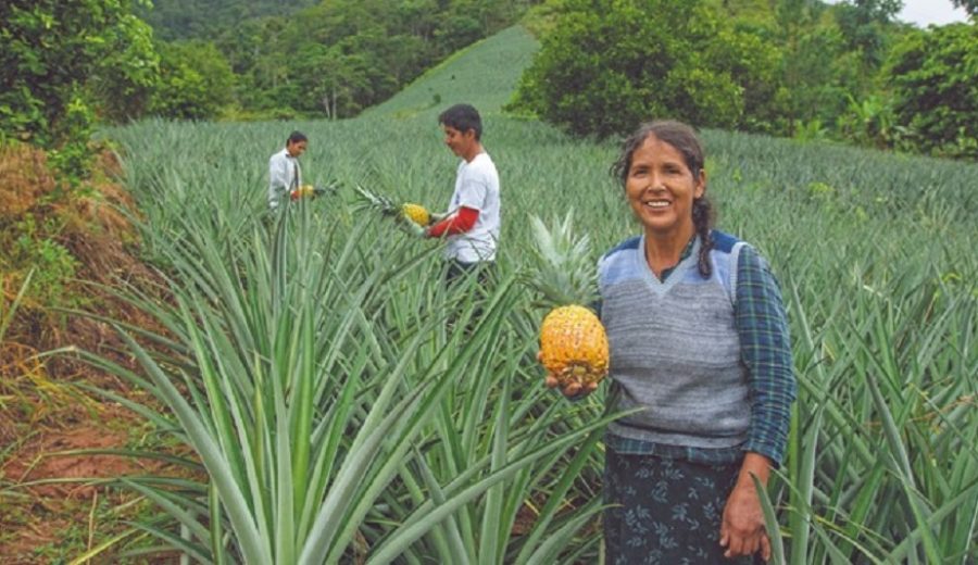 MIDAGRI lanza condecoración “Contribución a la Competitividad en la Agricultura Familiar”