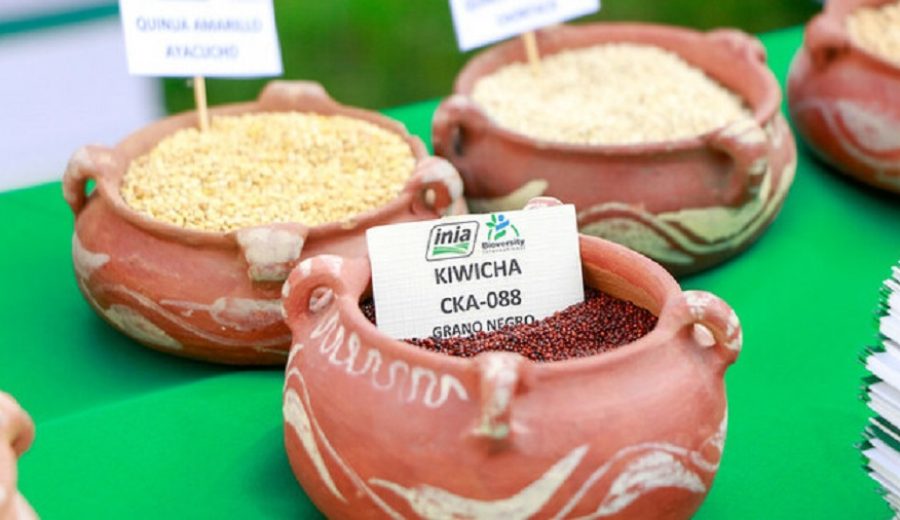 MIDAGRI lanza en Ayacucho nuevas variedades de quinua y kiwicha para fortalecer el sistema inmune ante pandemia