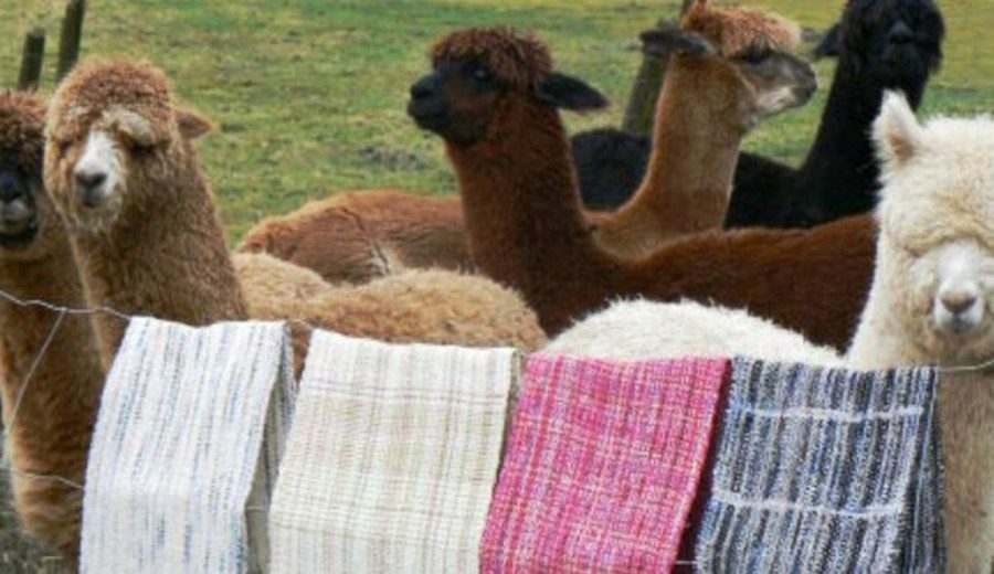 MIDAGRI: más de US$ 93 millones en exportación de fibra de alpaca el año pasado
