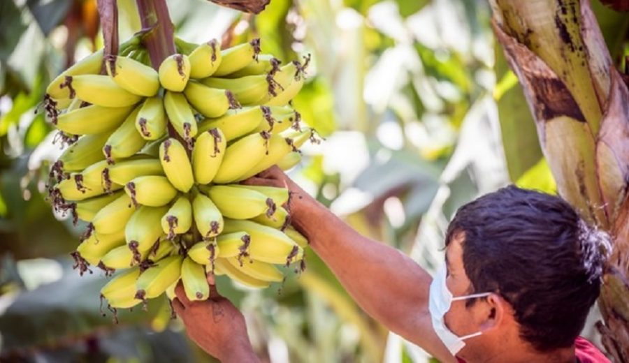 MIDAGRI y productores de banano y plátano fortalecen acciones de control del Fusarium R4T en Piura