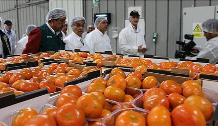 Mandarinas peruanas cada vez más cerca de ingresar a la India