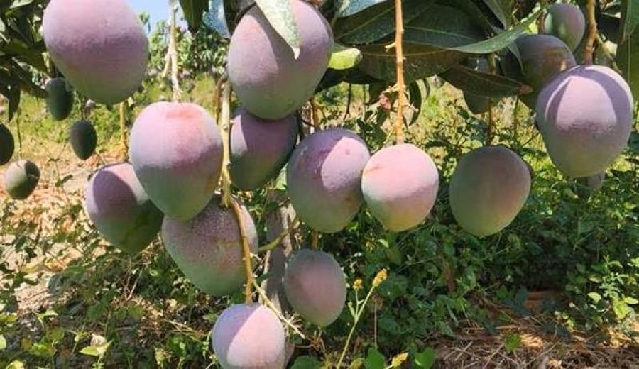 Manga Rica: Supera la escasez y conquista Sudamérica con mangos premadurados