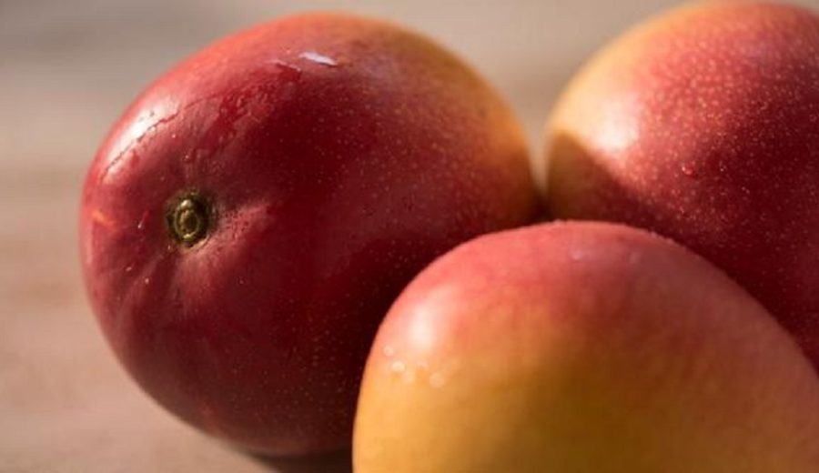 Mango peruano, tras un nuevo tratamiento sanitario para evitar la mosca de la fruta