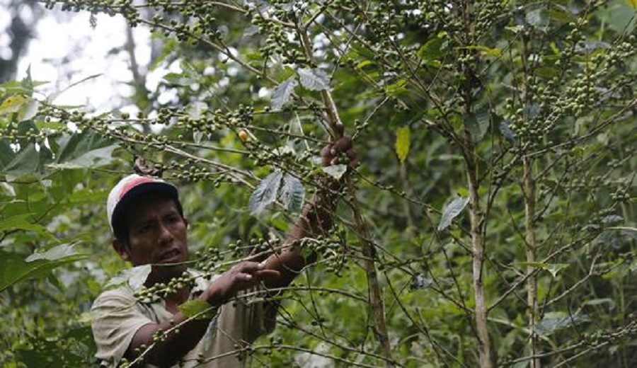 Más de 500,000 hectáreas de cultivos orgánicos en Perú esperan fertilizantes pero no sintéticos