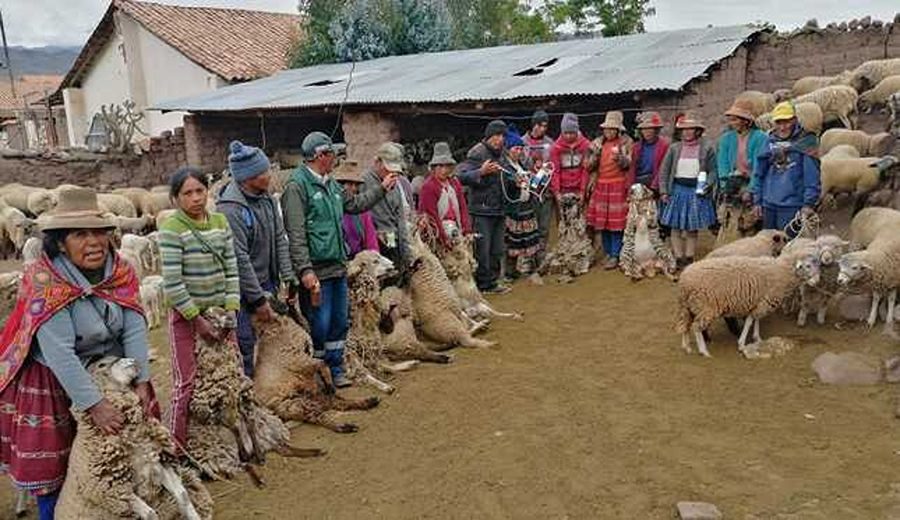 Midagri: Agro Rural interviene en provincias cusqueñas ubicadas a más de 3,800 metros de altitud para hacer frente a heladas y friaje