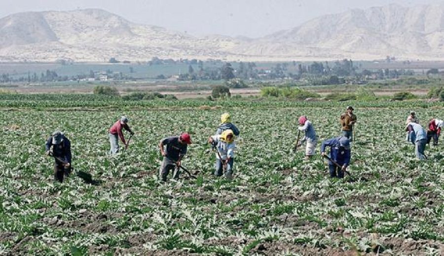 Midagri Industrialización del agro y cooperativismo serán pilares de la segunda reforma agraria