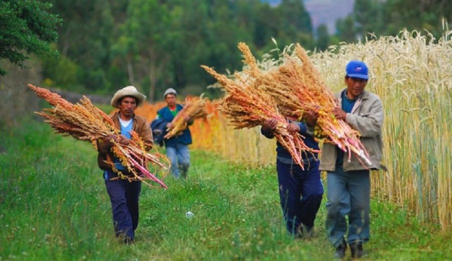 Midagri S 2 mil millones de presupuesto para que gobiernos regionales y locales inviertan en Procompite agrario en el 2021