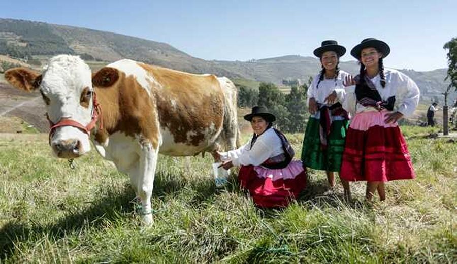 Midagri impulsa a los pequeños ganaderos para mejorar la producción de leche