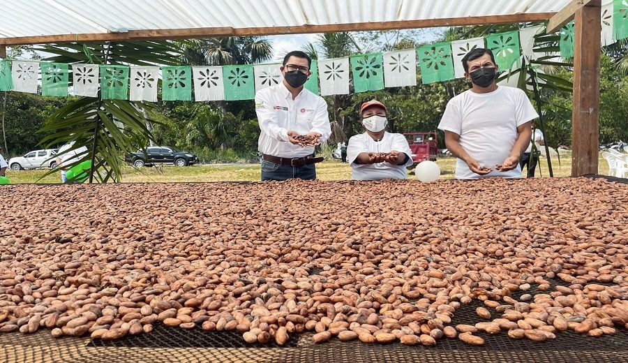 Midagri impulsa comercio de cacao en la selva central