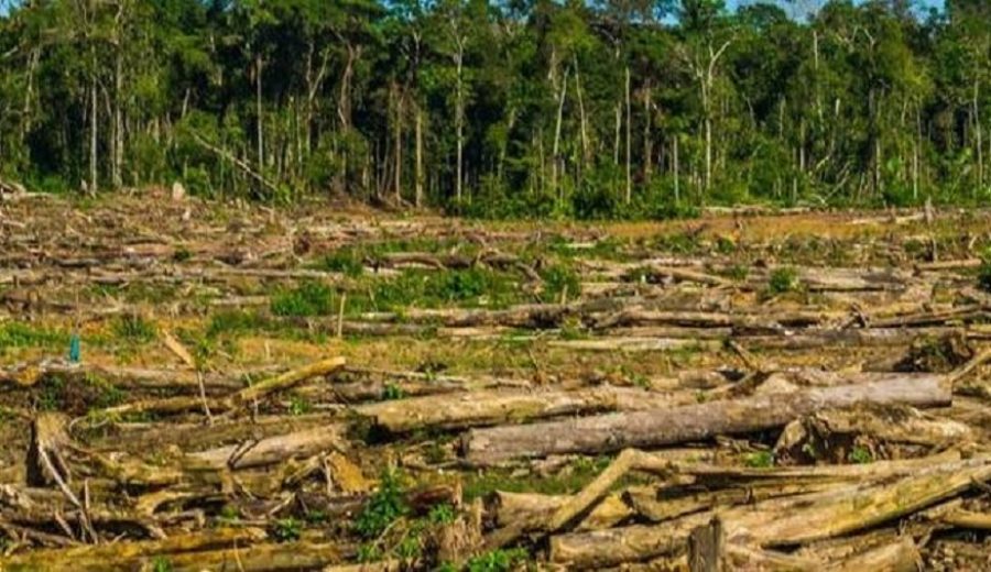 Midagri pone en marcha Plataforma de Monitoreo Satelital para detectar tala y deforestación de bosques