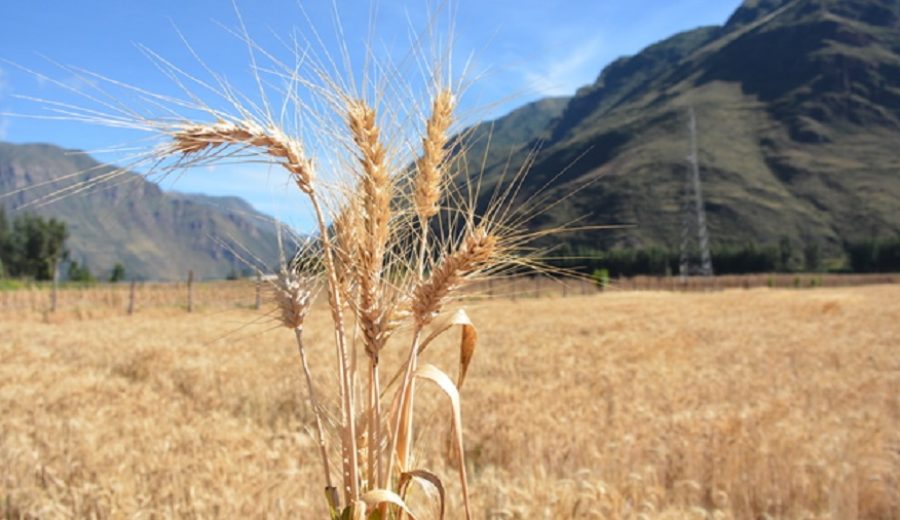 Midagri presenta nuevo trigo con alta calidad genética que mejorará actividad panificadora