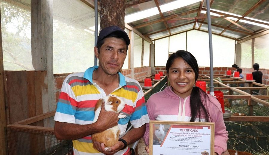 Midagri venta de cuyes se duplica en provincia de Amazonas