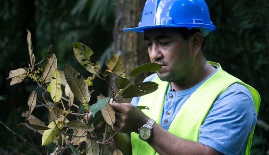 Ministro Tenorio Trabajo articulado contribuirá al manejo forestal sostenible