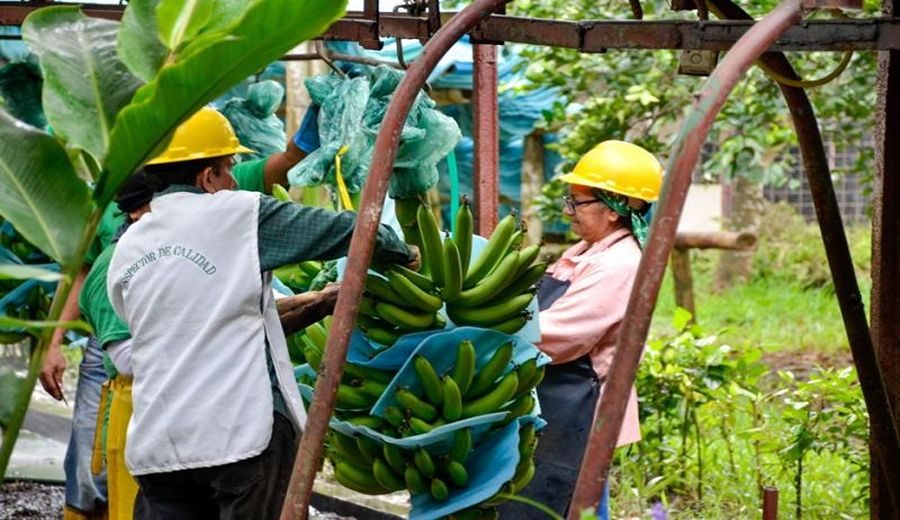 Minoristas Instados a Adoptar Fairtrade en Conferencia Mundial del Banano